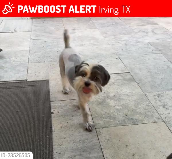 Lost Male Dog last seen Las Colinas boulevard and north west highway, Irving, TX 75039