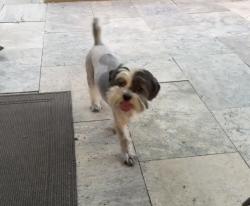 Lost Male Dog last seen Las Colinas boulevard and north west highway, Irving, TX 75039