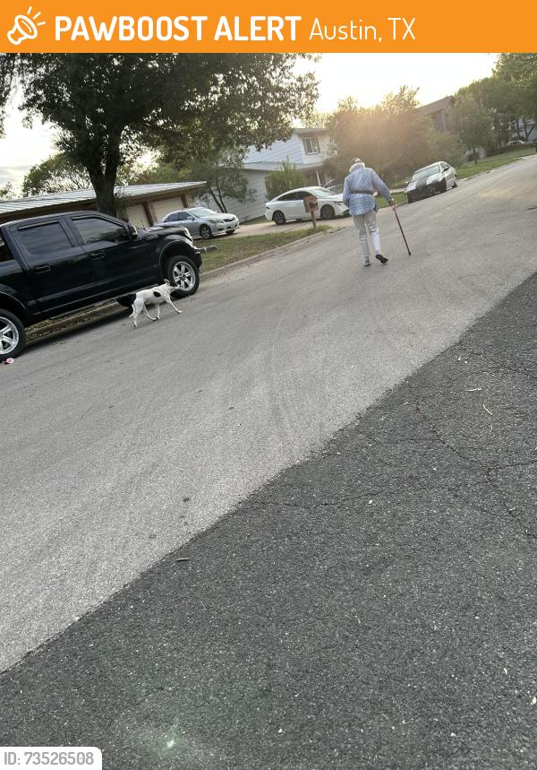 Found/Stray Male Dog last seen Geneva Dr, Austin, TX 78723