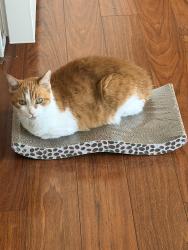 Reunited Female Cat last seen flt Rock Creek Subdivision, Fortville, IN 46040