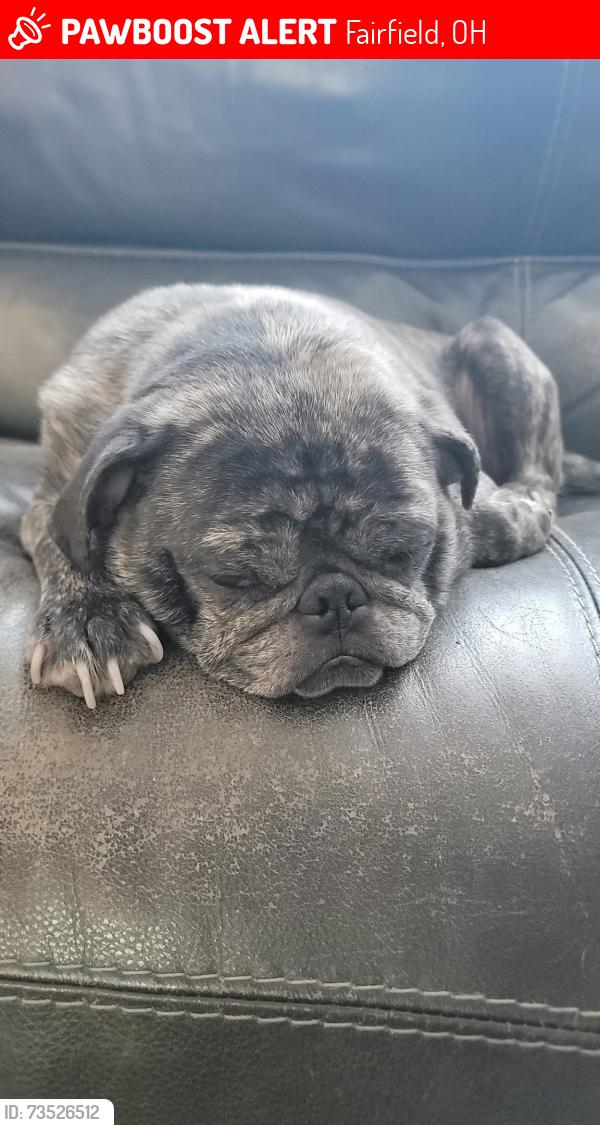 Lost Male Dog last seen Red Oak, Fairfield, OH 45014