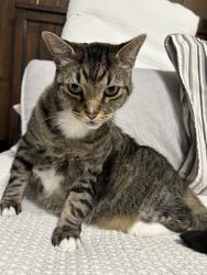 Lost Male Cat last seen Notre Dame Lane, Baltimore, MD 21212