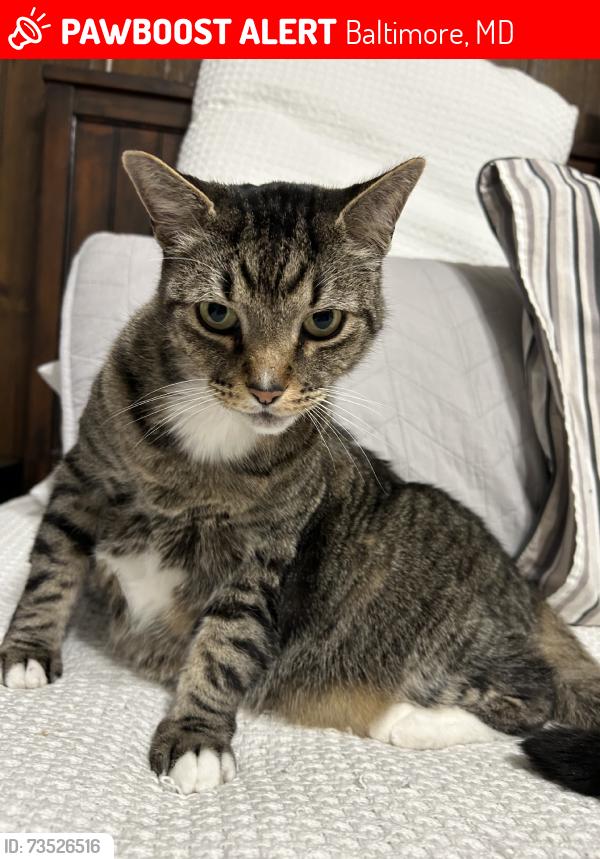 Lost Male Cat last seen Notre Dame Lane, Baltimore, MD 21212
