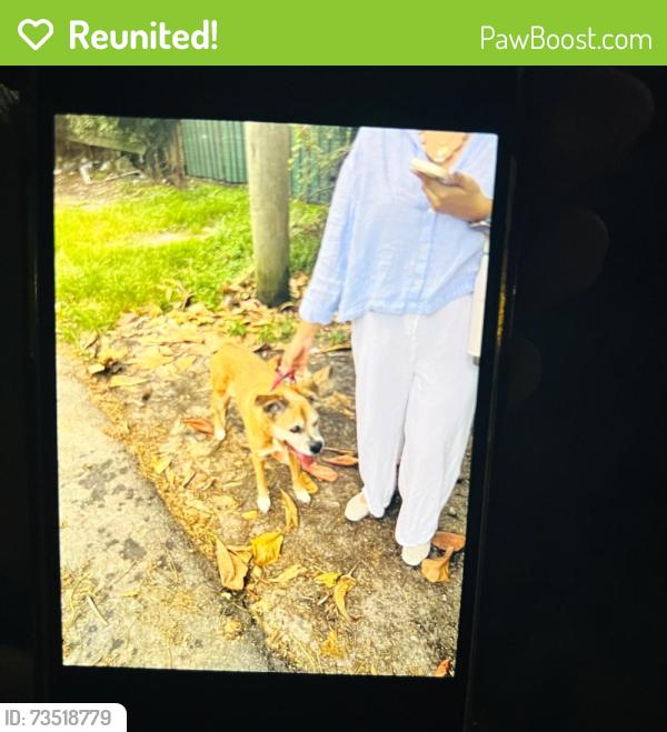 Reunited Female Dog last seen S.W. 9th Terrace and 43rd Avenue, Miami, Florida 33134, Little Gables, FL 33134