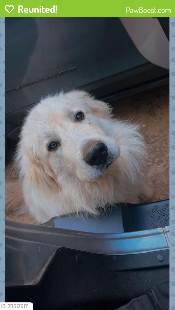 Reunited Male Dog last seen Glassy Mountain Church Road, Pickens County, SC 29671