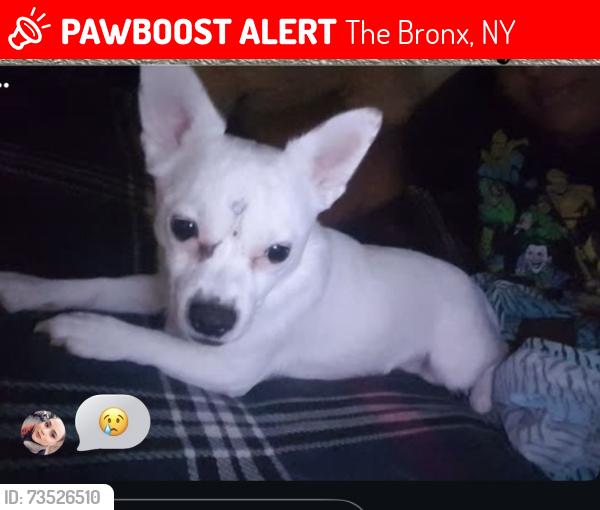 Lost Male Dog last seen Near street, The Bronx, NY 10456