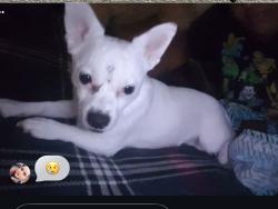 Lost Male Dog last seen Near street, The Bronx, NY 10456