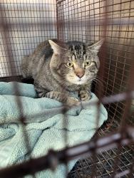 Shelter Stray Male Cat last seen Near E Fawnridge Drive, AUSTIN, TX, 78753, 7201 Levander Loop bldg a, Austin, TX 78702, USA