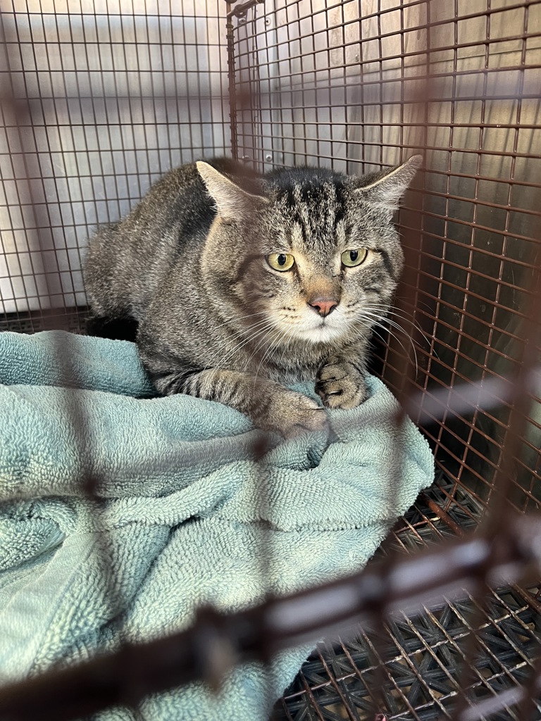 Shelter Stray Male Cat last seen Near E Fawnridge Drive, AUSTIN, TX, 78753, 7201 Levander Loop bldg a, Austin, TX 78702, USA