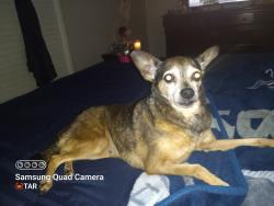 Lost Female Dog last seen Eastland entrance, Crandall, TX 75114