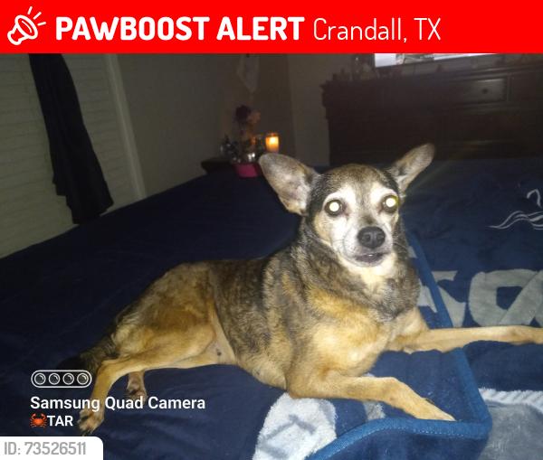 Lost Female Dog last seen Eastland entrance, Crandall, TX 75114