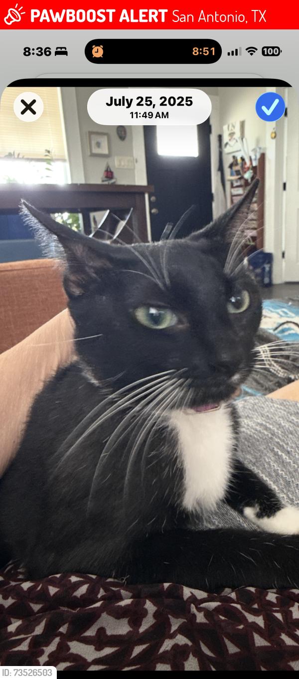 Lost Female Cat last seen Blanco & Hildebrand, San Antonio, TX 78212