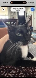 Lost Female Cat last seen Blanco & Hildebrand, San Antonio, TX 78212