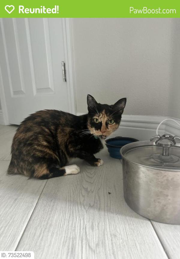 Reunited Female Cat last seen Kingdom Hall of Jehovahs Witnesses, Melbourne, FL 32904
