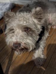 Found/Stray Female Dog last seen Molar and Nancy in Alvin Texas, Alvin, TX 77511