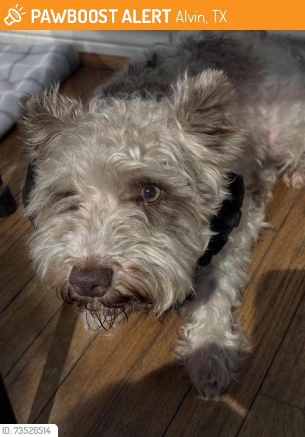 Found/Stray Female Dog last seen Molar and Nancy in Alvin Texas, Alvin, TX 77511