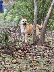 Found/Stray Unknown Dog last seen Faculty drive out of Reynolda, Winston-Salem, NC 27106