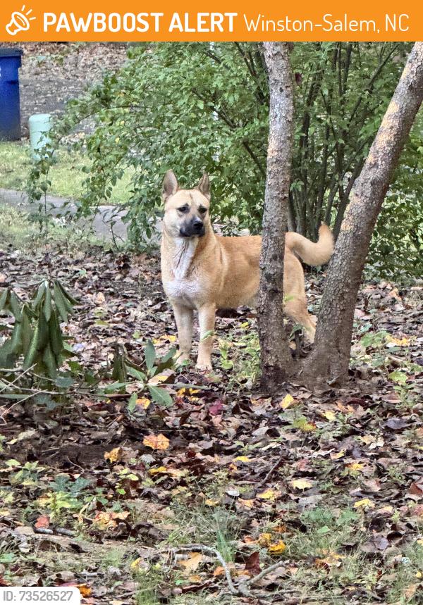 Found/Stray Unknown Dog last seen Faculty drive out of Reynolda, Winston-Salem, NC 27106