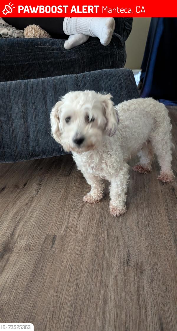 Lost Female Dog last seen Lovelace or Lathrop, Manteca, CA 95336