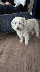 Lost Female Dog last seen Lovelace or Lathrop, Manteca, CA 95336