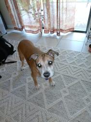 Reunited Female Dog last seen Santa Barbara, Cape Coral, FL 33904
