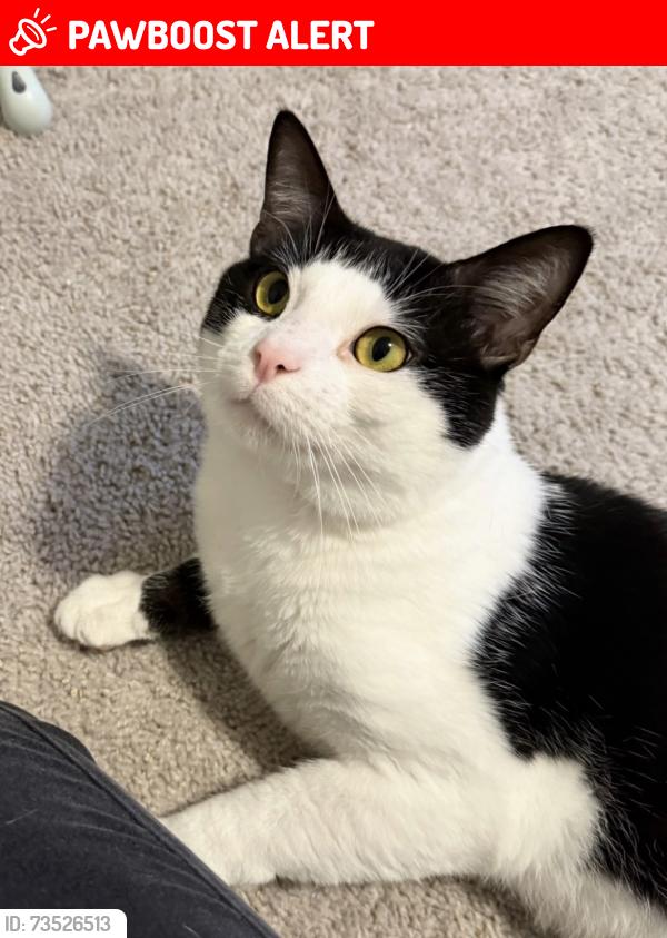 Lost Male Cat last seen Glen rock Hills westheimer lakes N Dr, Westheimer Lakes North, TX 77494