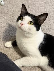 Lost Male Cat last seen Glen rock Hills westheimer lakes N Dr, Westheimer Lakes North, TX 77494
