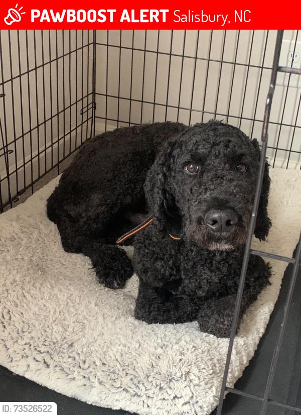 Lost Male Dog last seen Wendover Drive Salisbury NC, Salisbury, NC 28147