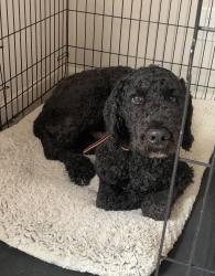 Lost Male Dog last seen Wendover Drive Salisbury NC, Salisbury, NC 28147