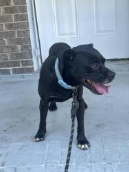 Reunited Male Dog last seen Rex rd, Morrow, GA 30260