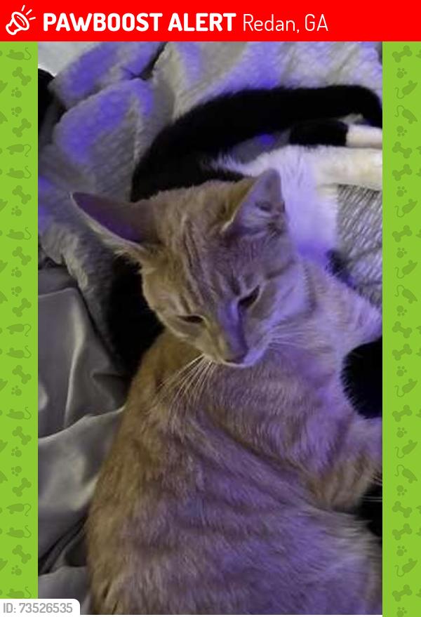 Lost Male Cat last seen Fieldgreen drive south Hairston hiddenhills subdivision, Redan, GA 30088