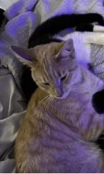 Lost Male Cat last seen Fieldgreen drive south Hairston hiddenhills subdivision, Redan, GA 30088