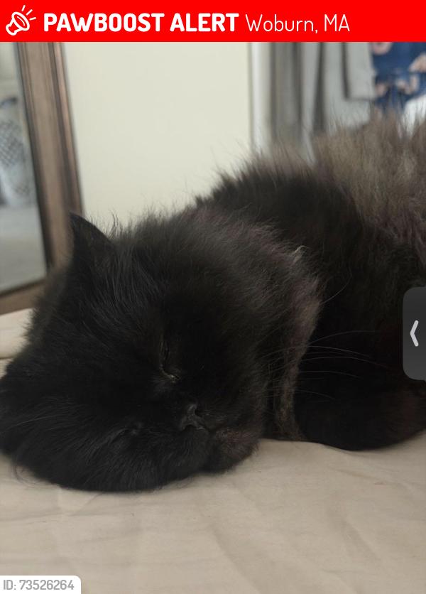 Lost Male Cat last seen Locust St Area, Woburn, MA 01801