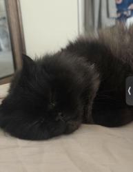 Lost Male Cat last seen Locust St Area, Woburn, MA 01801