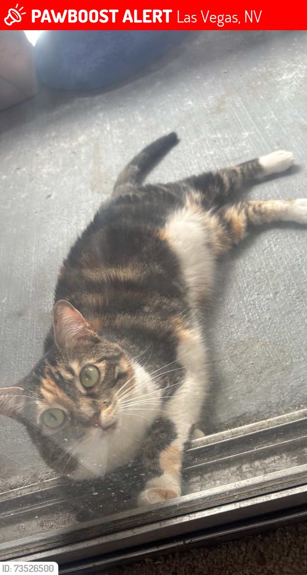 Lost Female Cat last seen Torrey pines and smoke ranch, Las Vegas, NV 89108