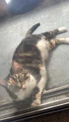 Lost Female Cat last seen Torrey pines and smoke ranch, Las Vegas, NV 89108