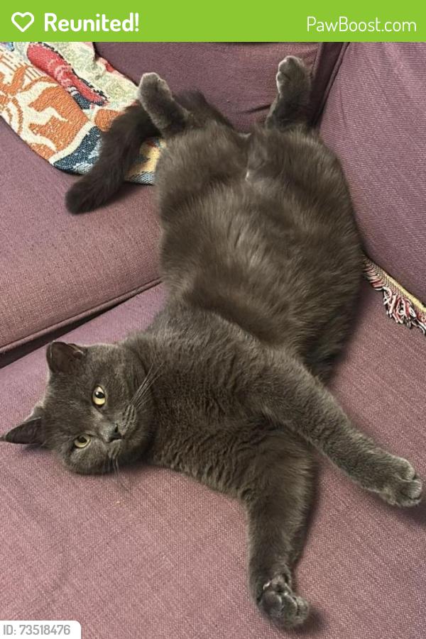 Reunited Male Cat last seen Northfield, West Midlands, England B31 2RQ