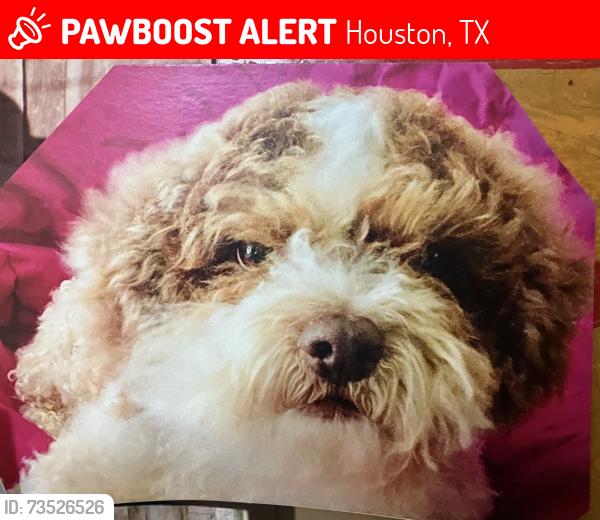 Lost Male Dog last seen WillowBend and GreenWillow, Houston, TX 77035