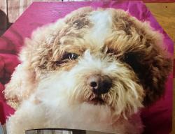 Lost Male Dog last seen WillowBend and GreenWillow, Houston, TX 77035