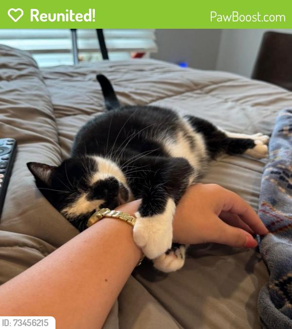 Reunited Female Cat last seen Thomas Mason PL subdivision- by Queeny Park, Missouri River Township, MO 63011