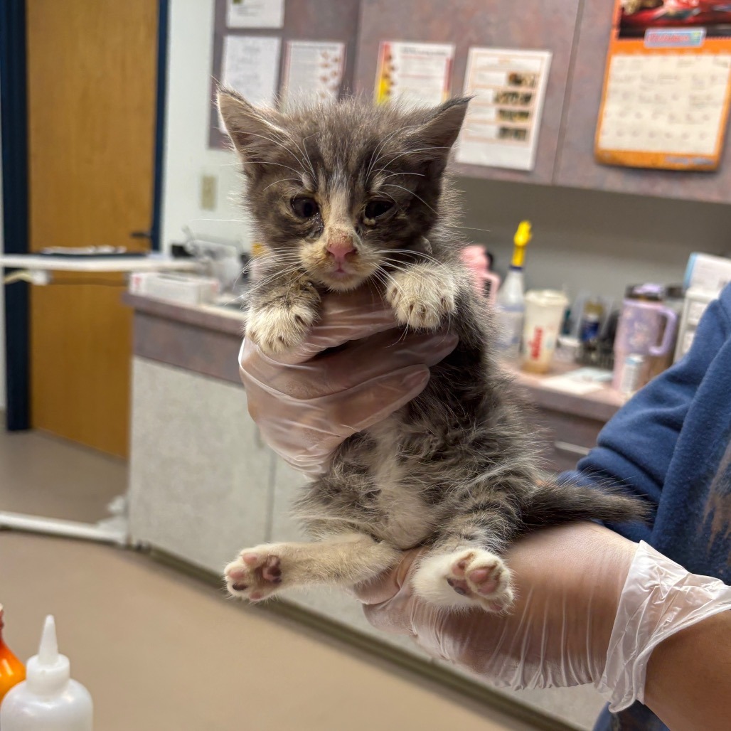 Shelter Stray Male Cat last seen , 1244 N Delsea Dr, Vineland, NJ 08360, USA