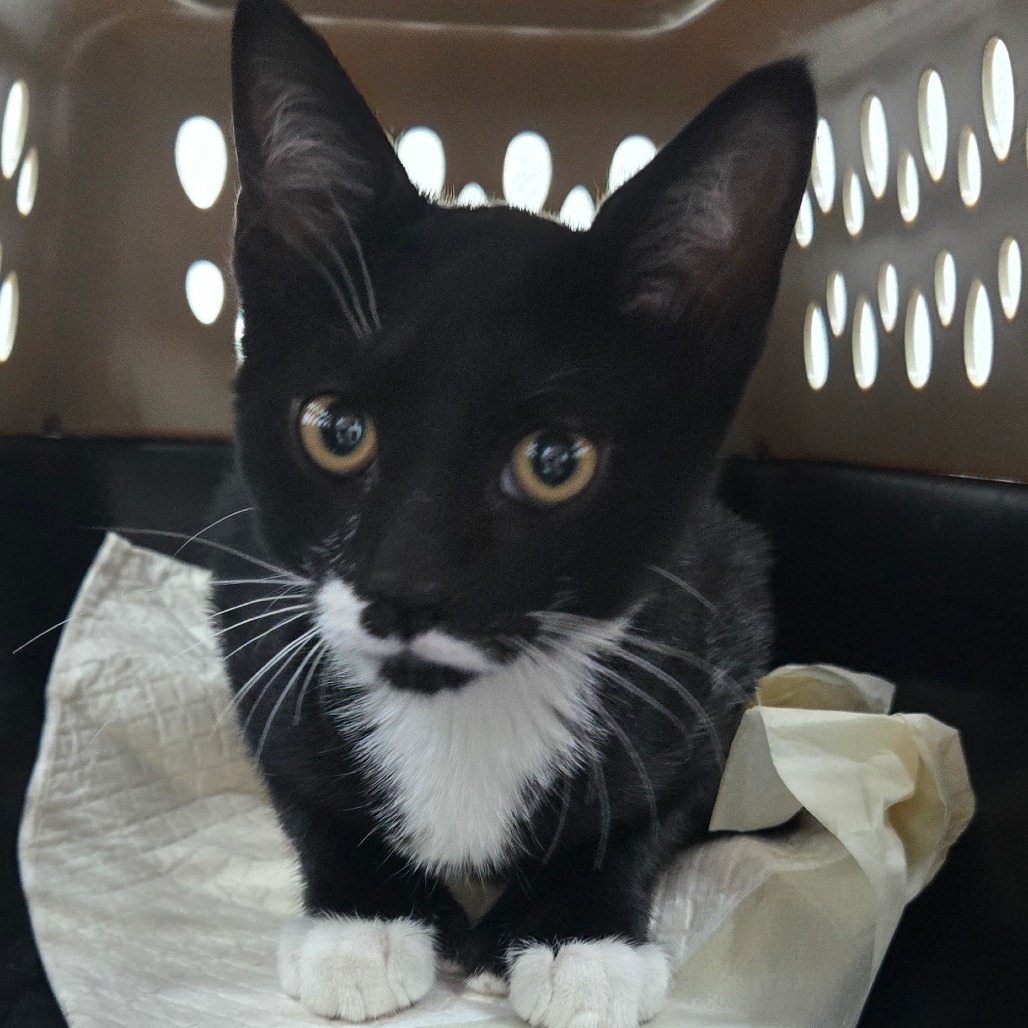 Shelter Stray Male Cat last seen , 124 Evergreen Ave, Newark, NJ 07114, USA