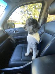 Reunited Unknown Dog last seen Reid school road, Taylors, SC 29687