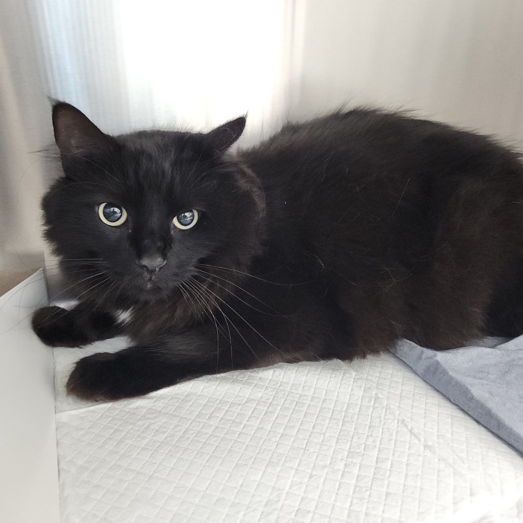 Shelter Stray Male Cat last seen , 3607 N Armenia Ave, Tampa, FL 33607, USA