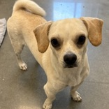 Shelter Stray Male Dog last seen , 3607 N Armenia Ave, Tampa, FL 33607, USA