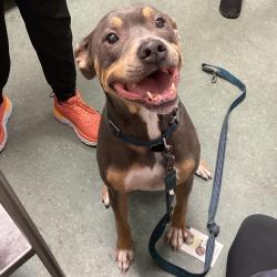Shelter Stray Male Dog last seen , 3607 N Armenia Ave, Tampa, FL 33607, USA