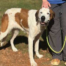 Shelter Stray Female Dog last seen , 328 Furman Hall Rd, Greenville, SC 29609, USA