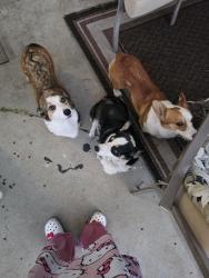 Reunited Male Dog last seen 27st, San Bernardino, CA 92405