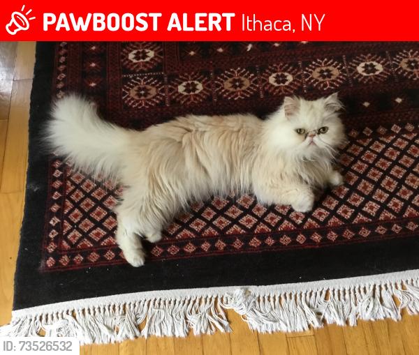 Lost Male Cat last seen Game Farm Rd.,seen Turkey Hill Rd on10/12, Ithaca, NY 14850
