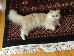 Lost Male Cat last seen Game Farm Rd.,seen Turkey Hill Rd on10/12, Ithaca, NY 14850